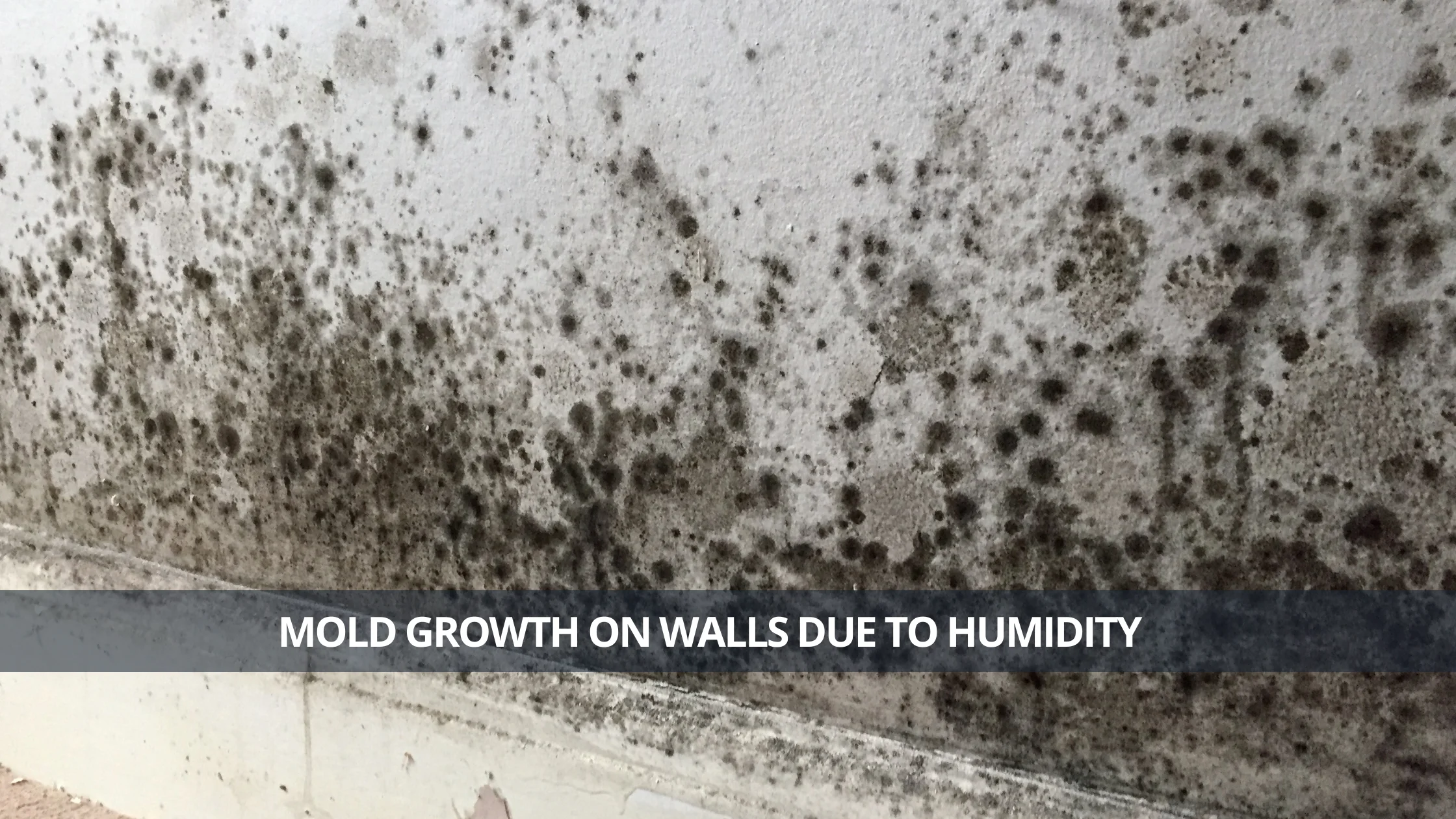 Mold Growth on Walls