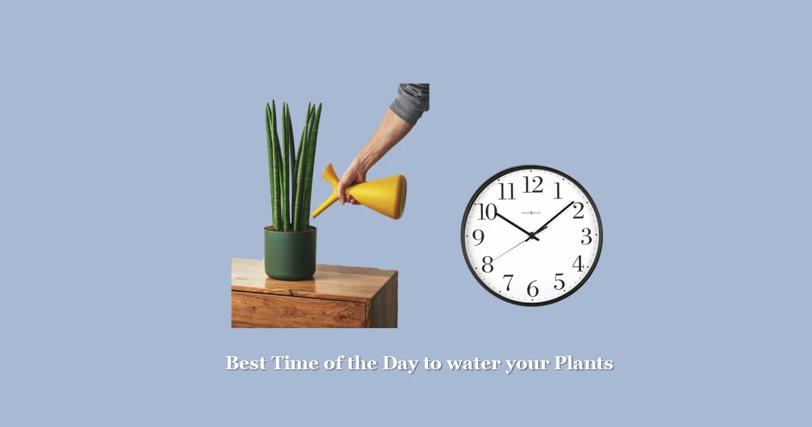Best Time of the Day to water your Plants