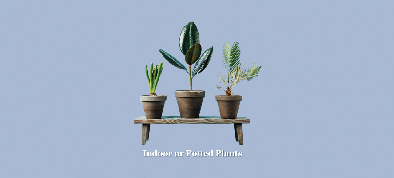 Indoor or Potted Plants