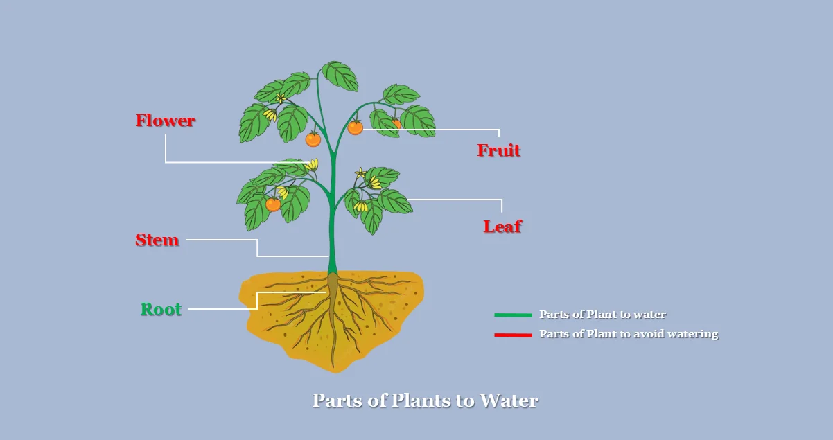 Parts of Plants to Water